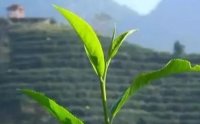 客田鎮(zhèn)：茶樹吐新芽，茶農(nóng)喜增收